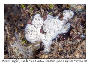 Painted Frogfish juvenile