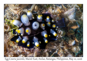 Egg Cowrie juvenile