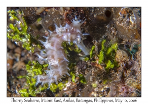 Thorny Seahorse