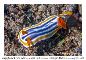 Magnificent Chromodoris