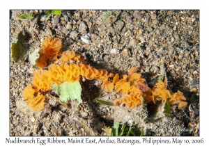 Nudibranch Egg Ribbon