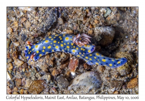 Colorful Hypselodoris