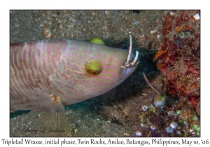 Tripletail Wrasse eating Banded Brittle Star