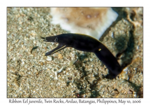 Ribbon Eel juvenile