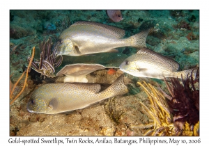 Gold-spotted Sweetlips