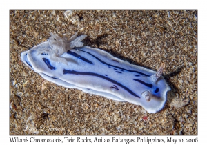 Willan's Chromodoris