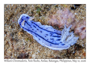 Willan's Chromodoris