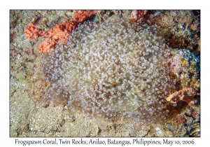 Frogspawn Coral