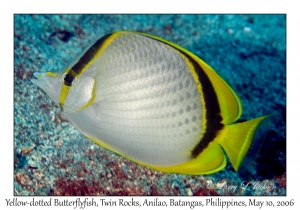 Yellow-dotted Butterflyfish