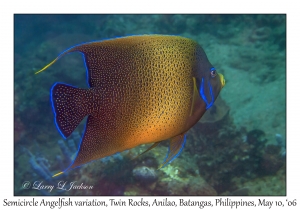 Semicircle Angelfish