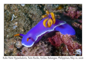 Robe Hem Hypselodoris