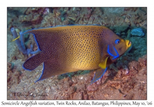 Semicircle Angelfish