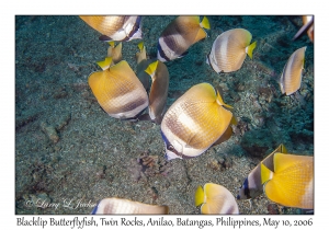 Blacklip Butterflyfish