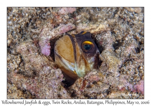 Yellowbarred Jawfish & eggs