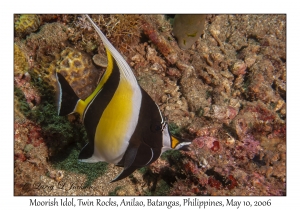 Moorish Idol