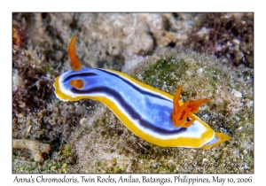 Anna's Chromodoris