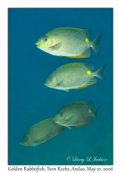 Golden Rabbitfish