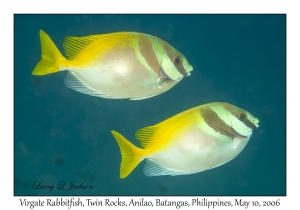 Virgate Rabbitfish