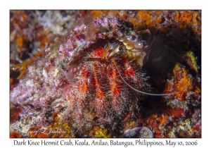 Dark Knee Hermit Crab