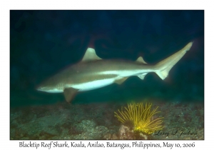 Blacktip Reef Shark