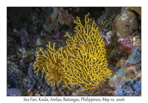 Sea Fan