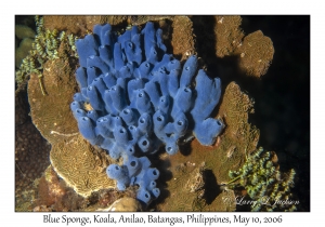 Blue Sponge