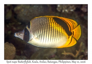 Spot-nape Butterflyfish