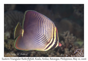 Eastern Triangular Butterflyfish