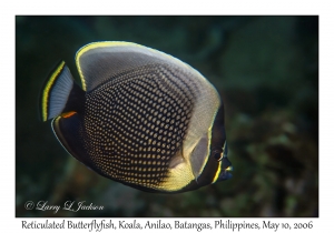 Reticulated Butterflyfish