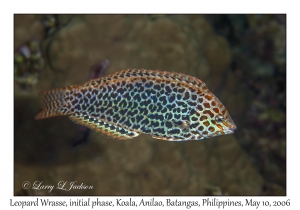 Leopard Wrasse