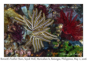 Bennett's Feather Stars