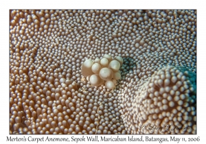 Merten's Carpet Anemone