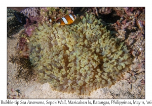 Bubble-tip Sea Anemone