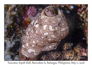 Tunicates