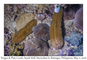 Tongue & Plate Corals