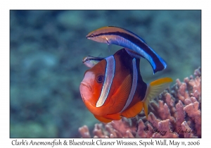 Clark's Anemonefish & Bluestreak Cleaner Wrasses