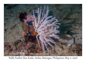 Noble Feather Star