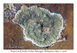 Brain Coral