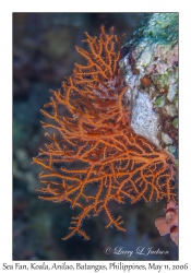 Sea Fan