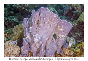 Unknown Sponge