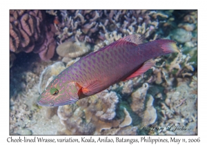 Cheek-lined Wrasse variation