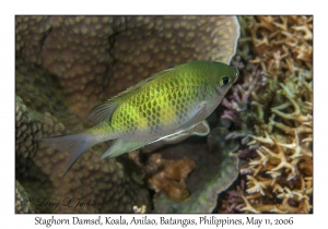 Staghorn Damsel