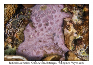 Tunicates