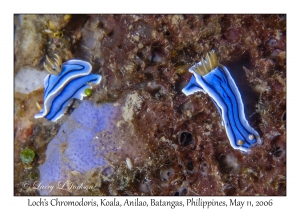 Loch's Chromodoris