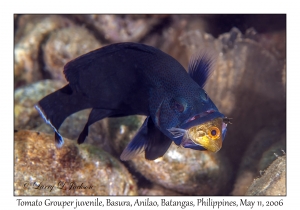 Tomato Grouper juvenile