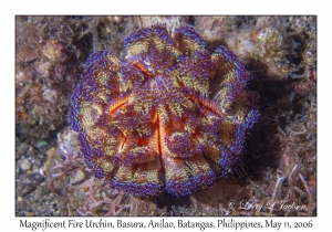 Magnificent Fire Urchin