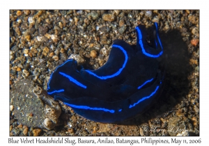 Blue Velvet Headshield Slug