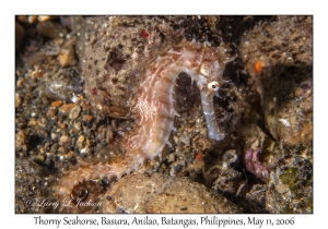 Thorny Seahorse