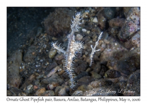 Ornate Ghost Pipefish pair