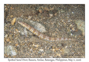 Spotted Sand Diver